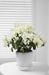 Photo of Beautiful azalea plant in flower pot on white table indoors