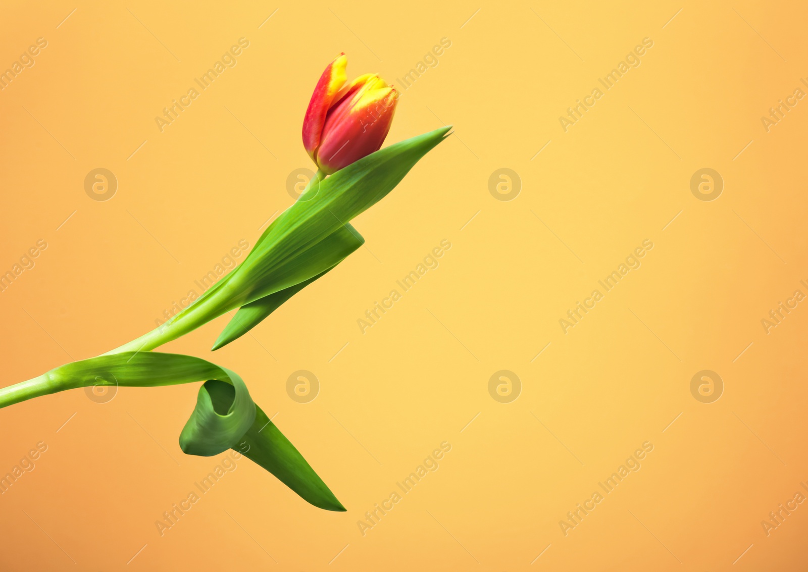 Photo of Beautiful tulip on color background