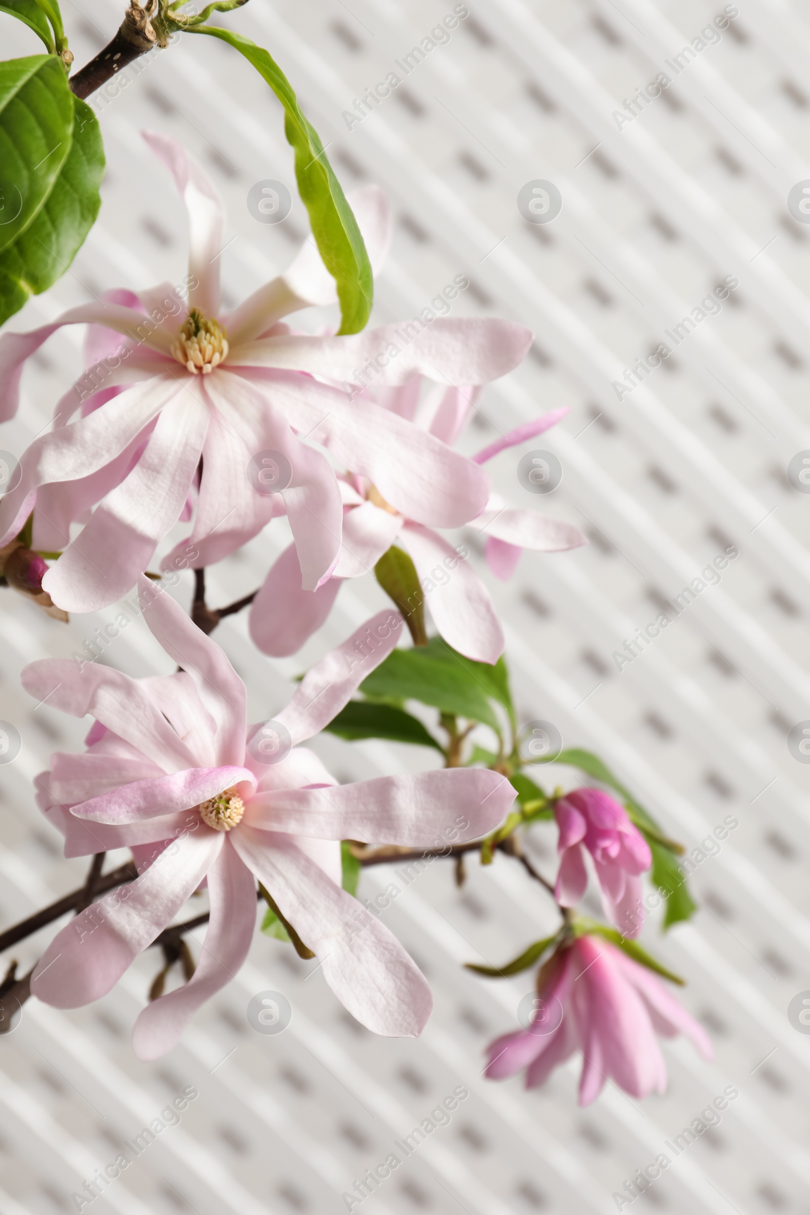 Photo of Magnolia tree branches with beautiful flowers on white background, closeup