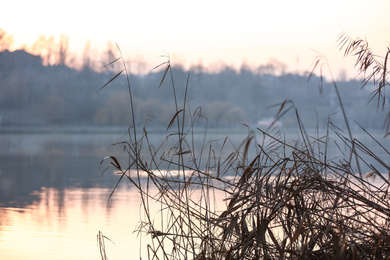 Photo of Beautiful view of reed plants near river in evening