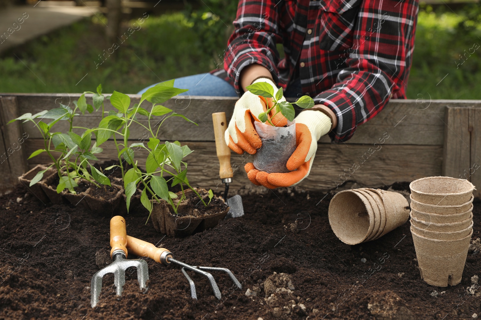 Photo of Woman transplanting seedling from container in soil outdoors, closeup