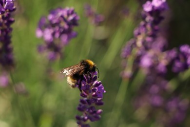 Closeup view of beautiful lavender with bumblebee in field on sunny day