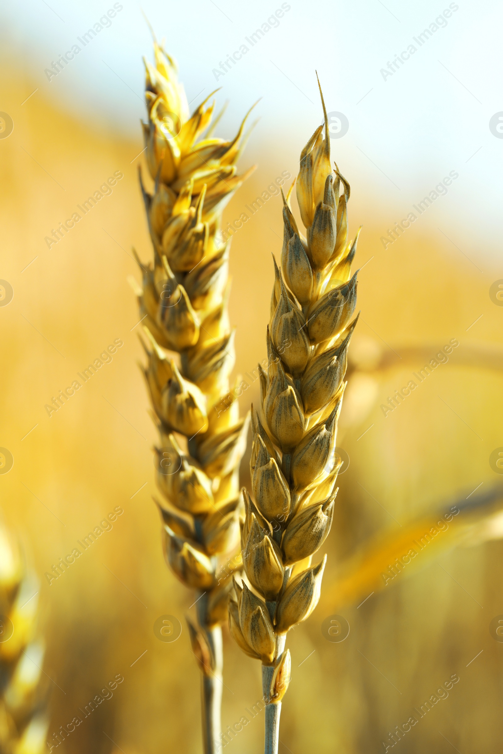 Photo of Ears of wheat on blurred background, closeup