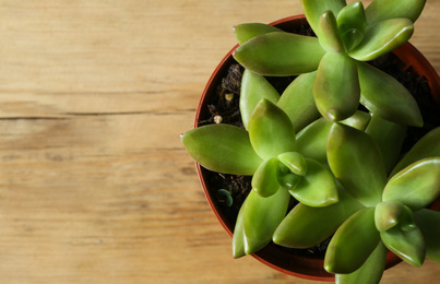 Photo of Beautiful echeverias in pot on wooden background, top view with space for text. Succulent plants
