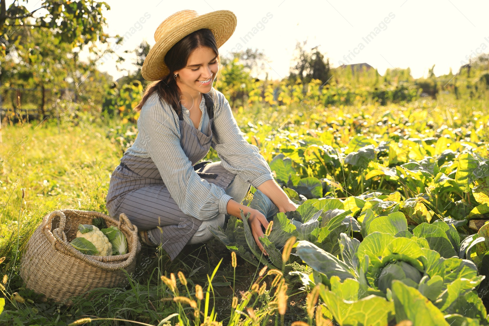 Photo of Woman harvesting fresh ripe cabbages on farm