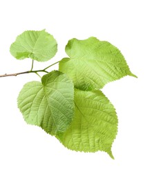 Photo of Branch of linden tree with young fresh green leaves isolated on white. Spring season