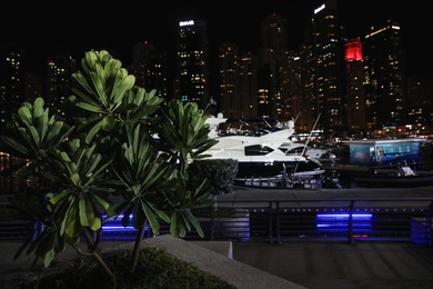 DUBAI, UNITED ARAB EMIRATES - NOVEMBER 03, 2018: Exotic plant and blurred night cityscape on background