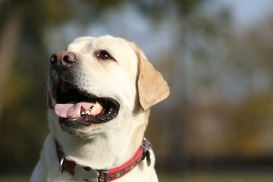 Photo of Yellow Labrador in park on sunny day, closeup. Space for text
