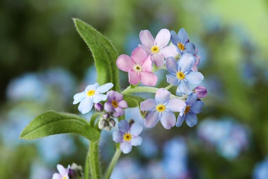 Photo of Amazing spring forget-me-not flowers as background, closeup view