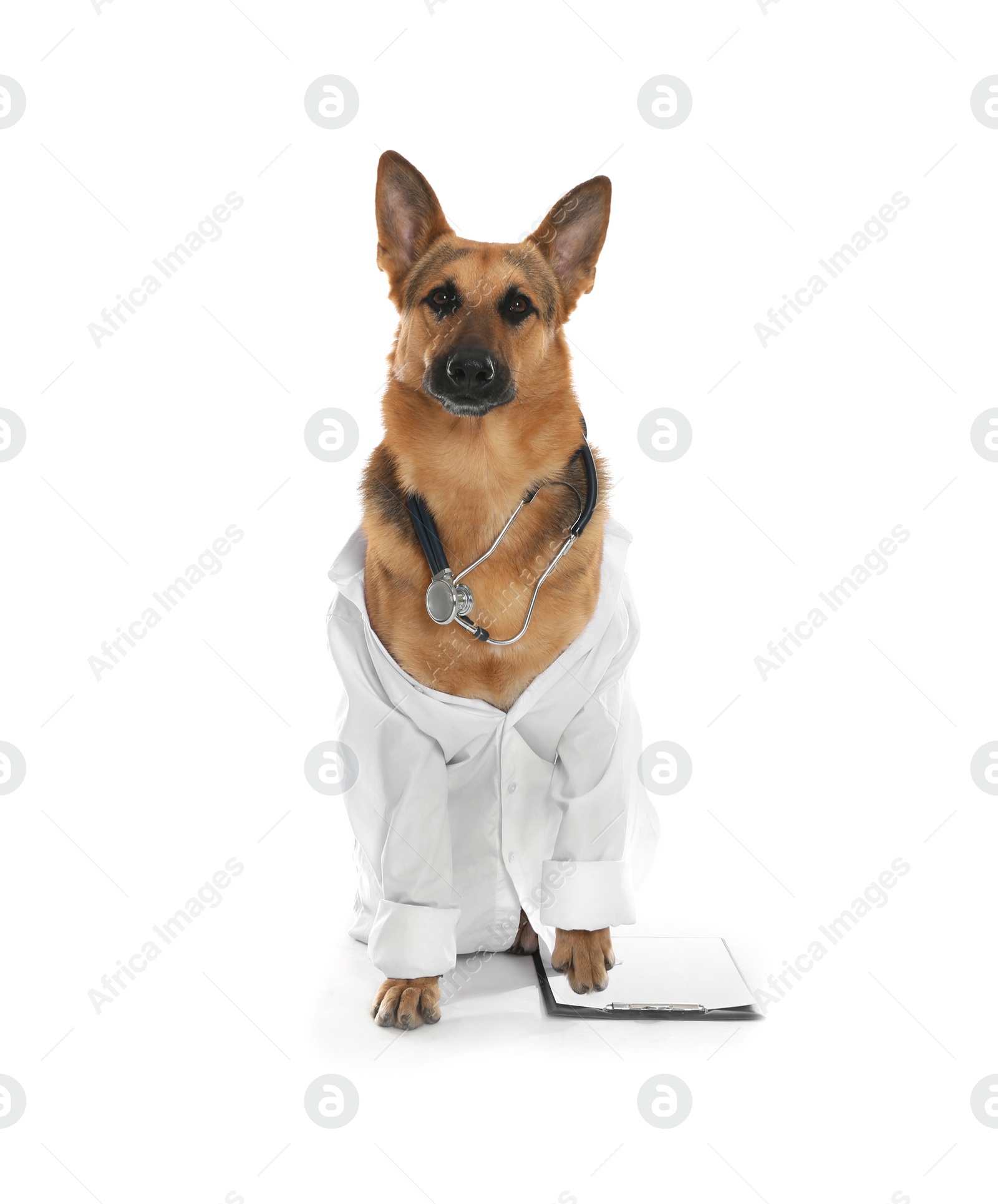 Photo of Cute dog in uniform with stethoscope and clipboard as veterinarian on white background