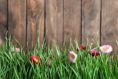 Vibrant green grass with beautiful flowers against wooden background, space for text