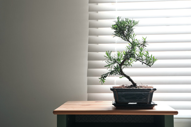 Photo of Japanese bonsai plant on table near window, space for text. Creating zen atmosphere at home