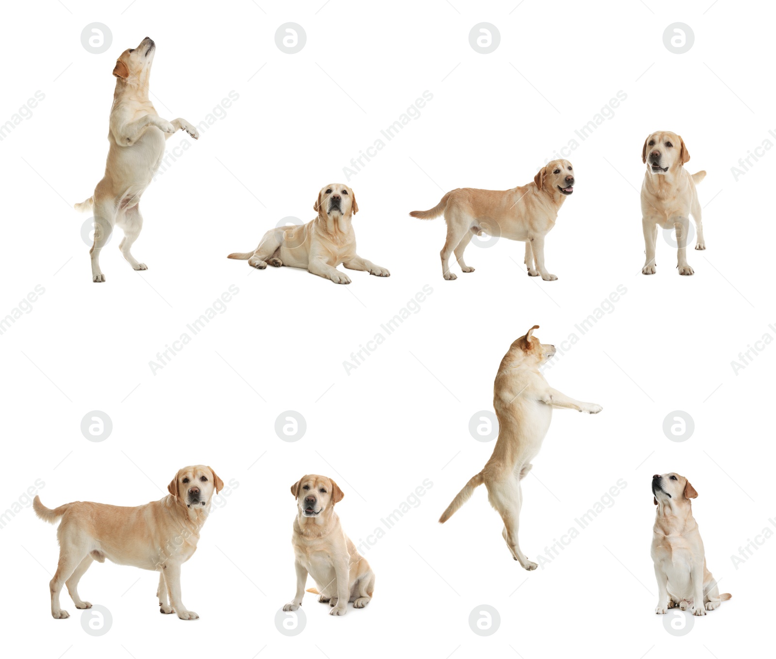 Image of Set of adorable Labrador Retriever dogs on white background