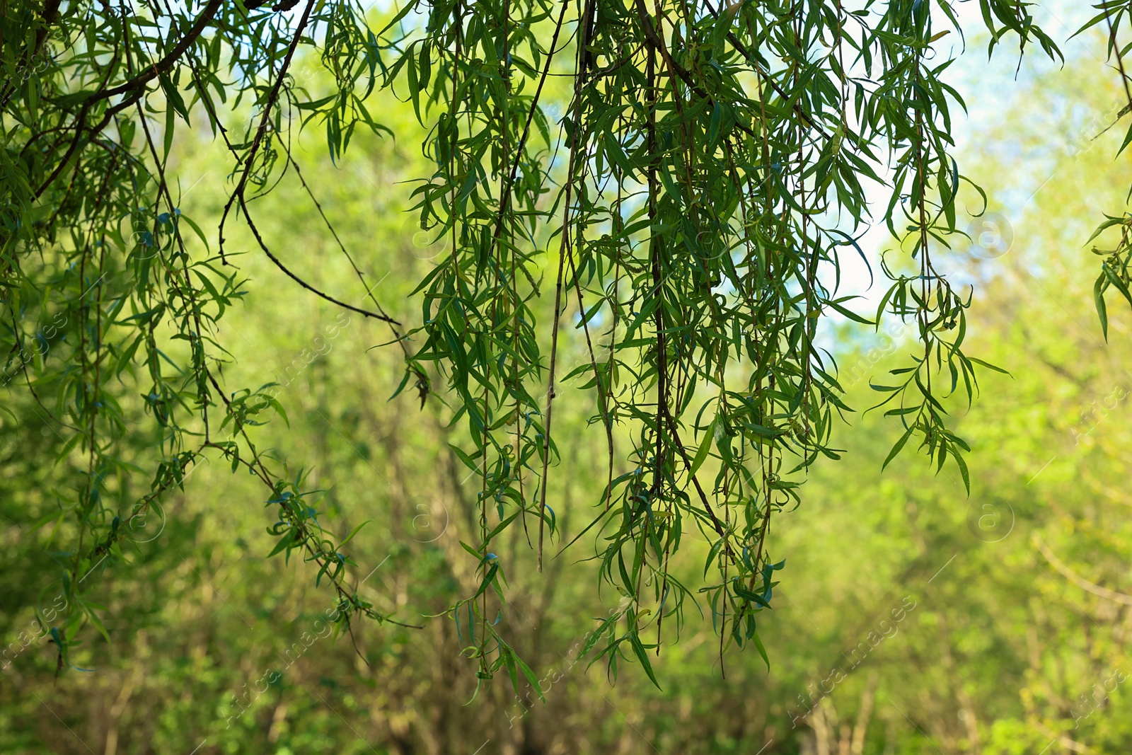Photo of Beautiful willow tree with green leaves growing outdoors on sunny day