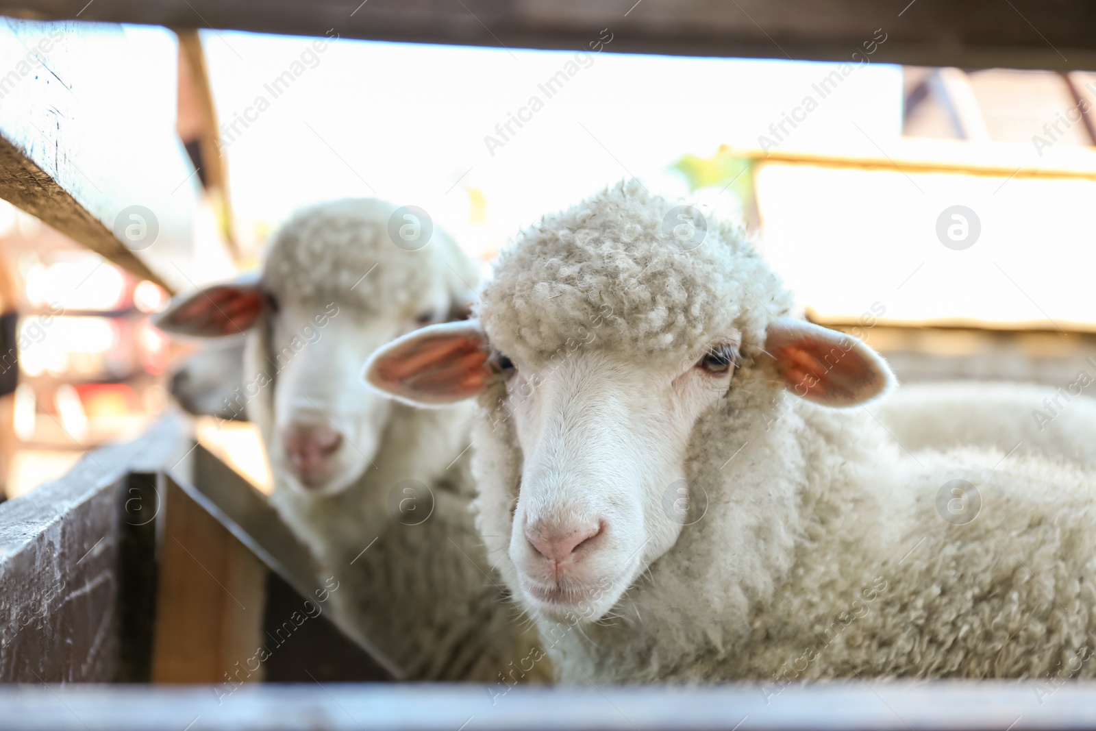 Photo of Cute funny sheep near fence on farm. Animal husbandry