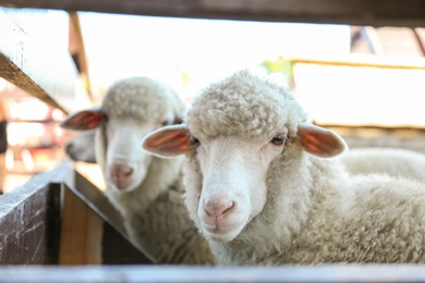 Photo of Cute funny sheep near fence on farm. Animal husbandry