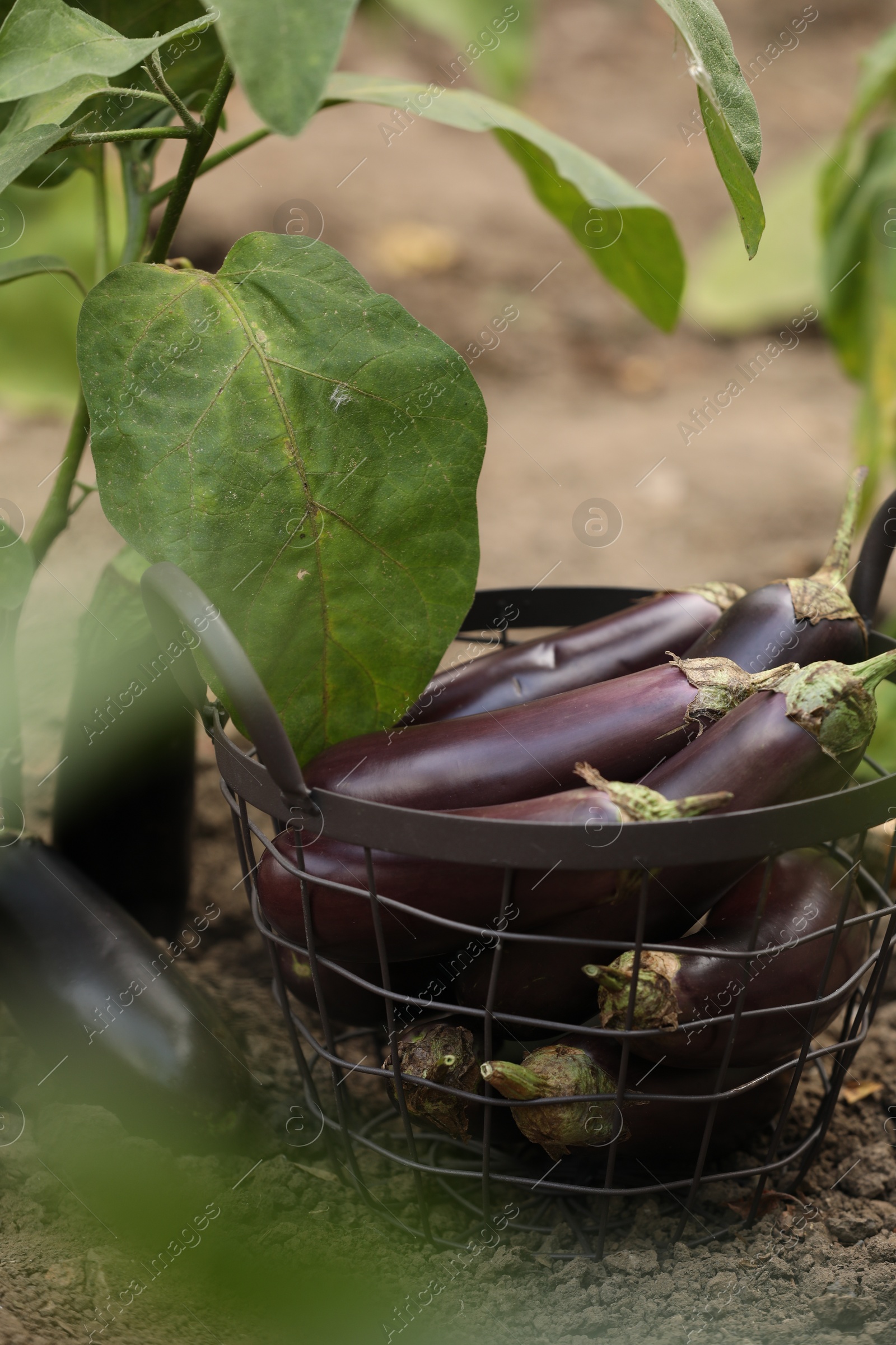 Photo of Fresh ripe eggplants in metal basket outdoors