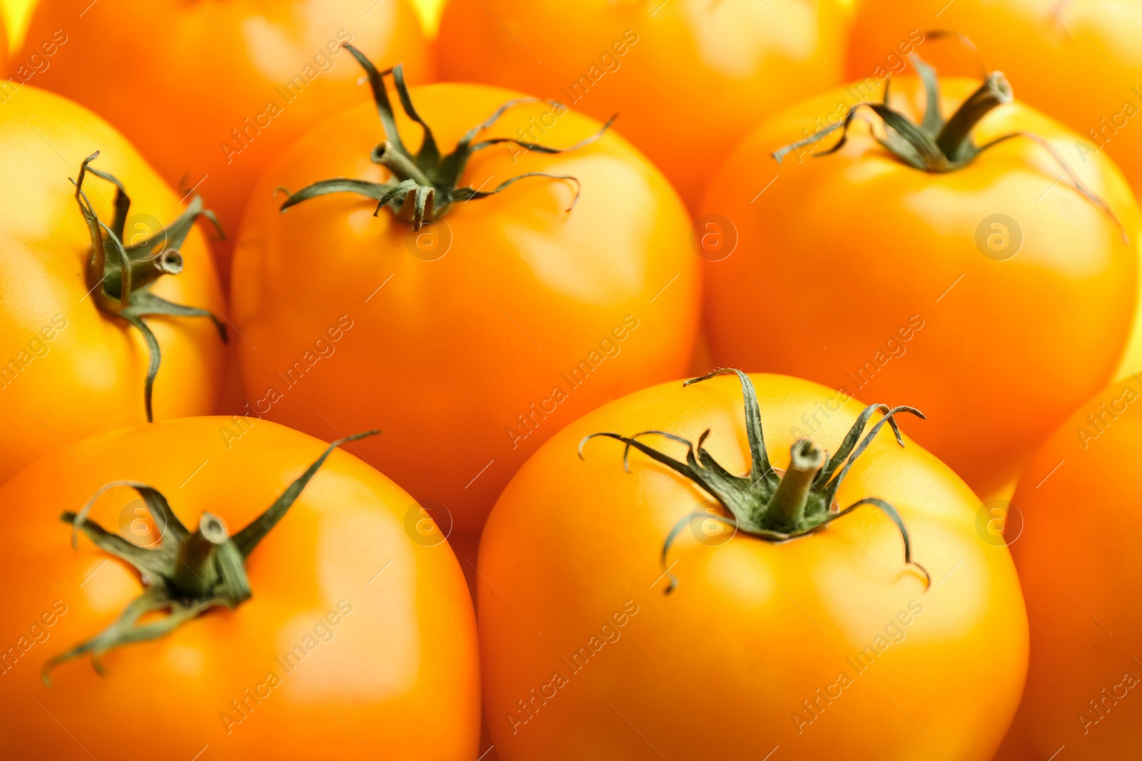 Photo of Many ripe yellow tomatoes as background, closeup