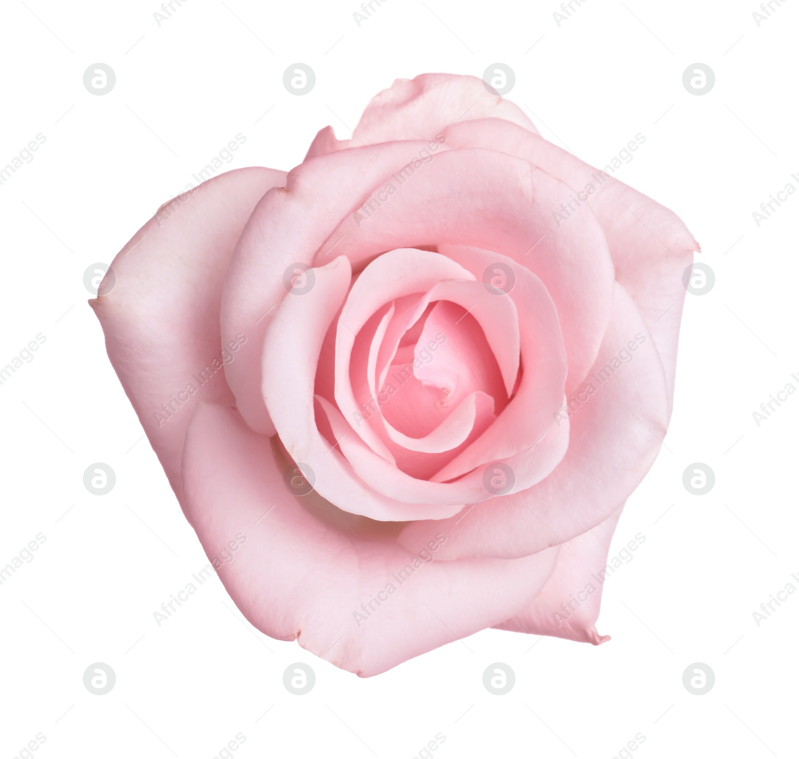 Photo of Blooming pink rose isolated on white. Beautiful flower