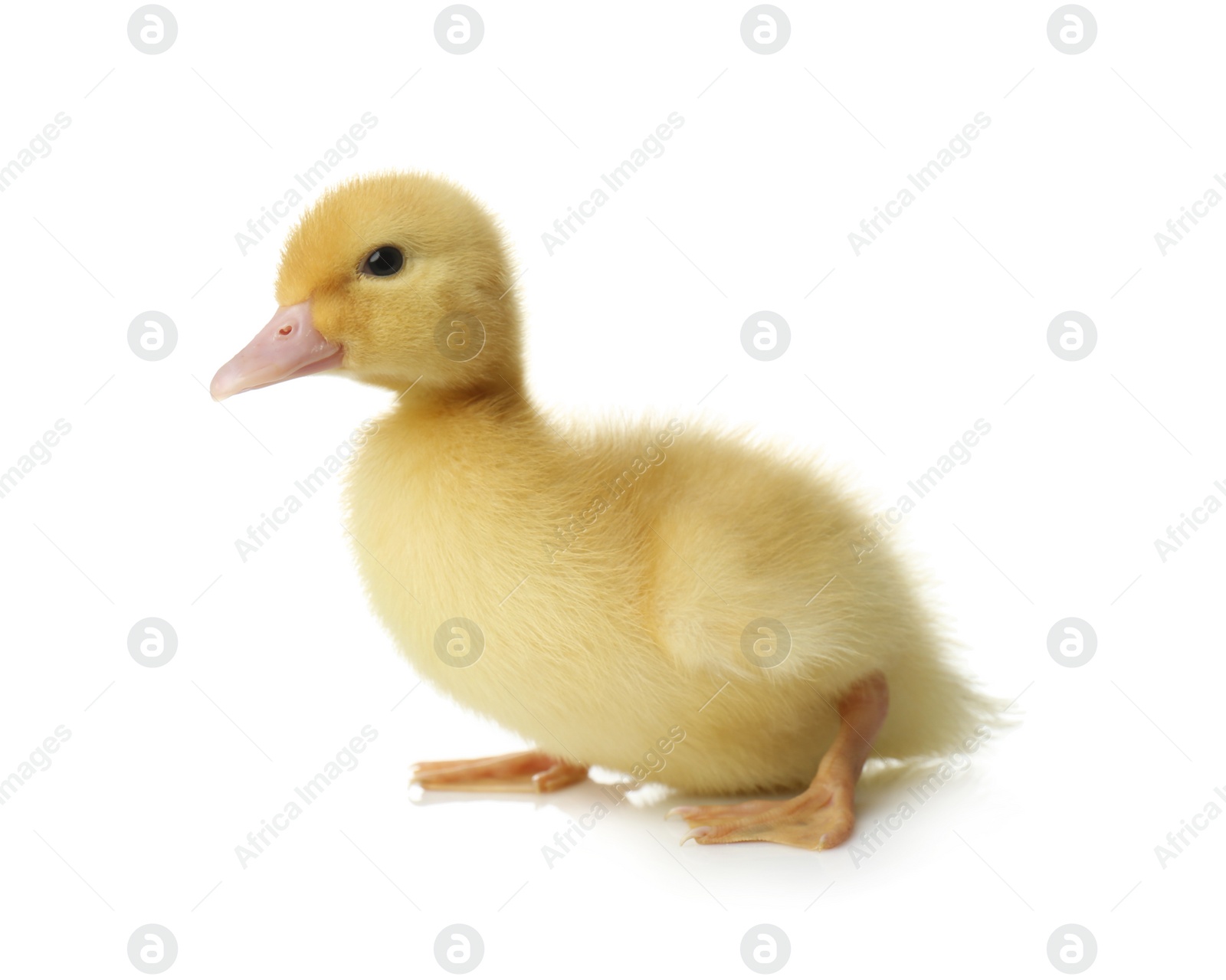 Photo of Cute fluffy gosling on white background. Farm animal