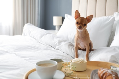Tray with tasty breakfast and cute Chihuahua dog on bed in room. Pet friendly hotel