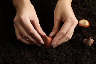 Woman planting tulip bulb into soil, closeup