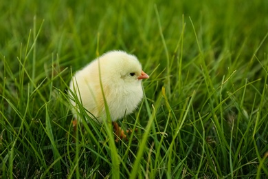 Photo of Cute fluffy baby chicken on green grass. Farm animal