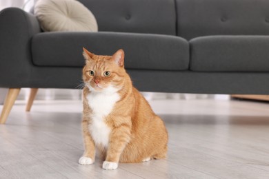 Photo of Cute ginger cat on floor at home, space for text. Adorable pet