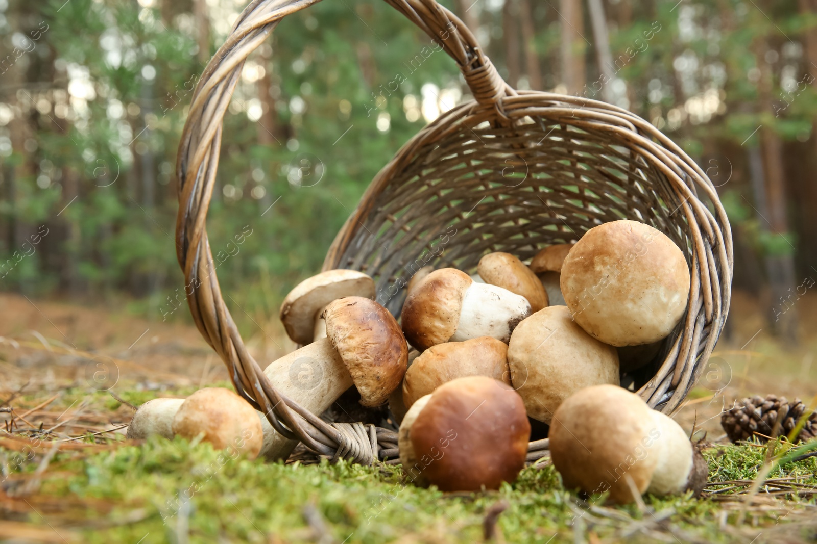 Photo of Scattered porcini mushrooms and basket in forest, closeup