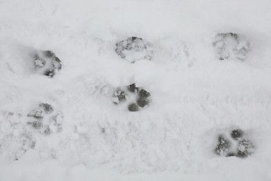 Photo of Animal trails on snow outdoors, top view