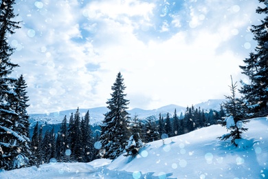 Snowflakes falling in coniferous forest on winter day, bokeh effect