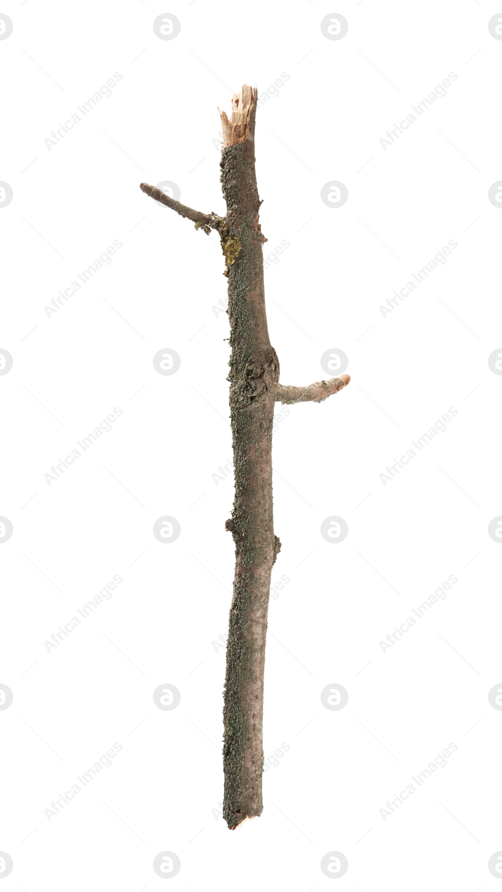 Photo of Old dry tree branch isolated on white