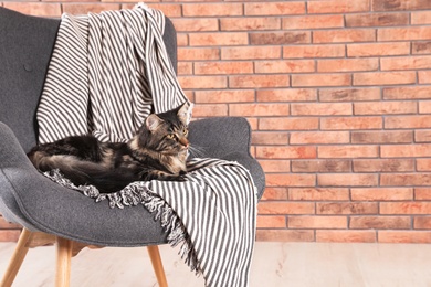 Photo of Cute cat with blanket in armchair at home in winter. Space for text