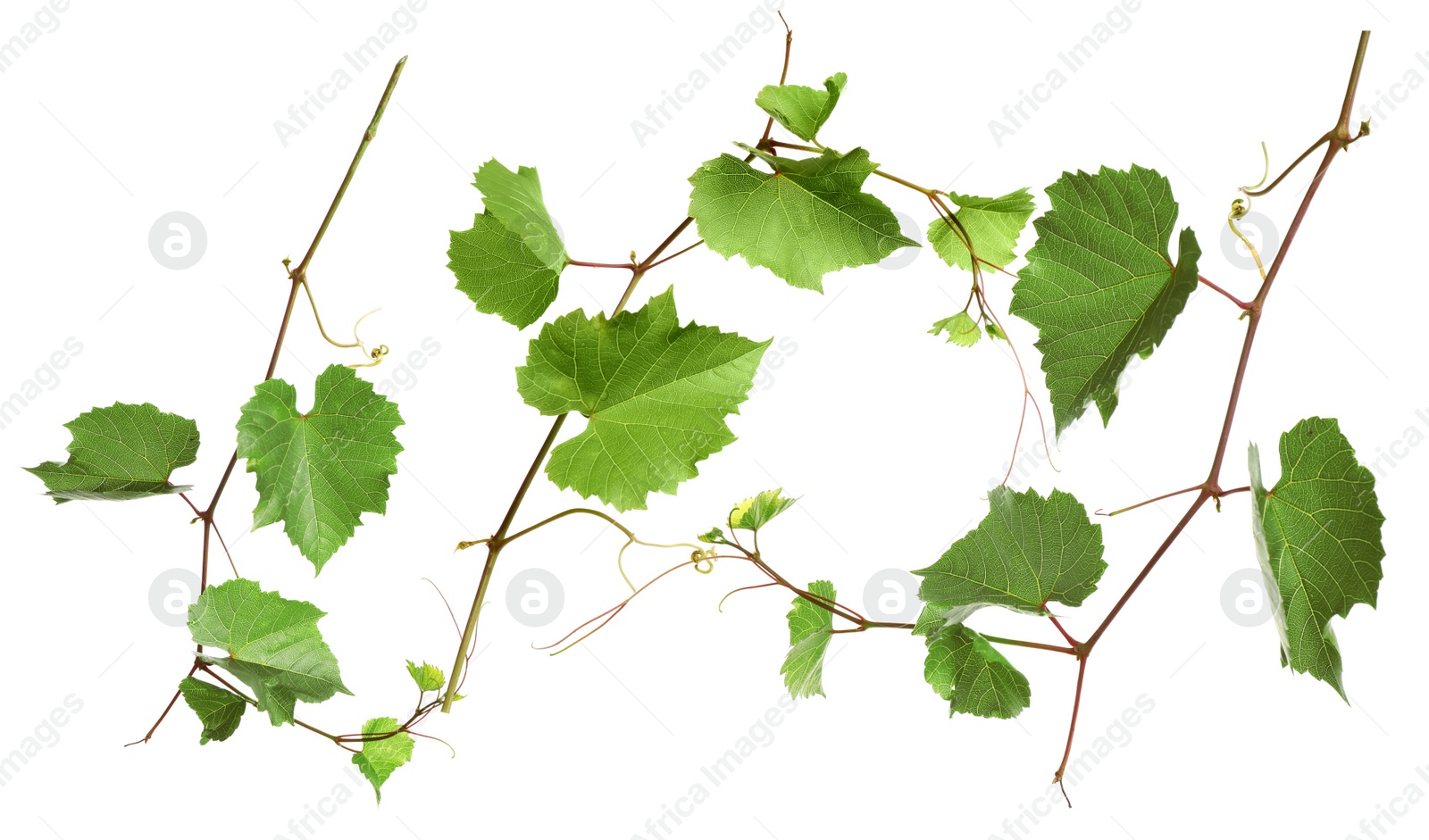 Image of Set of grapevines with green leaves on white background