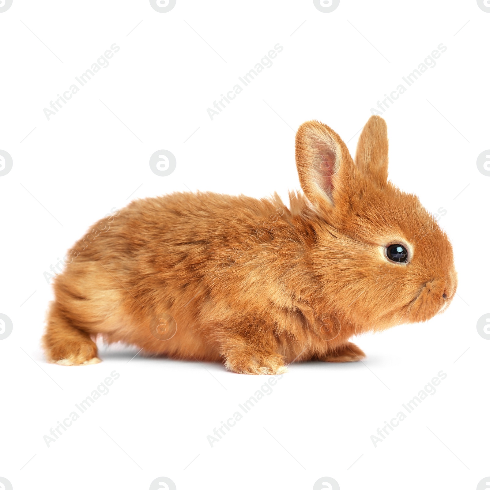 Image of Adorable fluffy Easter bunny on white background