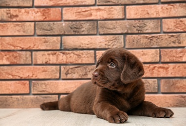 Photo of Chocolate Labrador Retriever puppy on floor near wall indoors