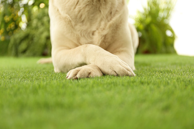 Photo of Labrador retriever lying on green grass, closeup