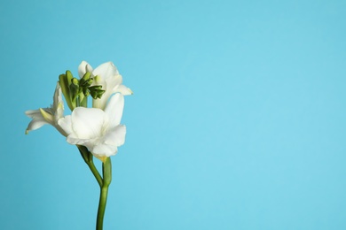 Photo of Beautiful freesia flowers on light blue background. Space for text