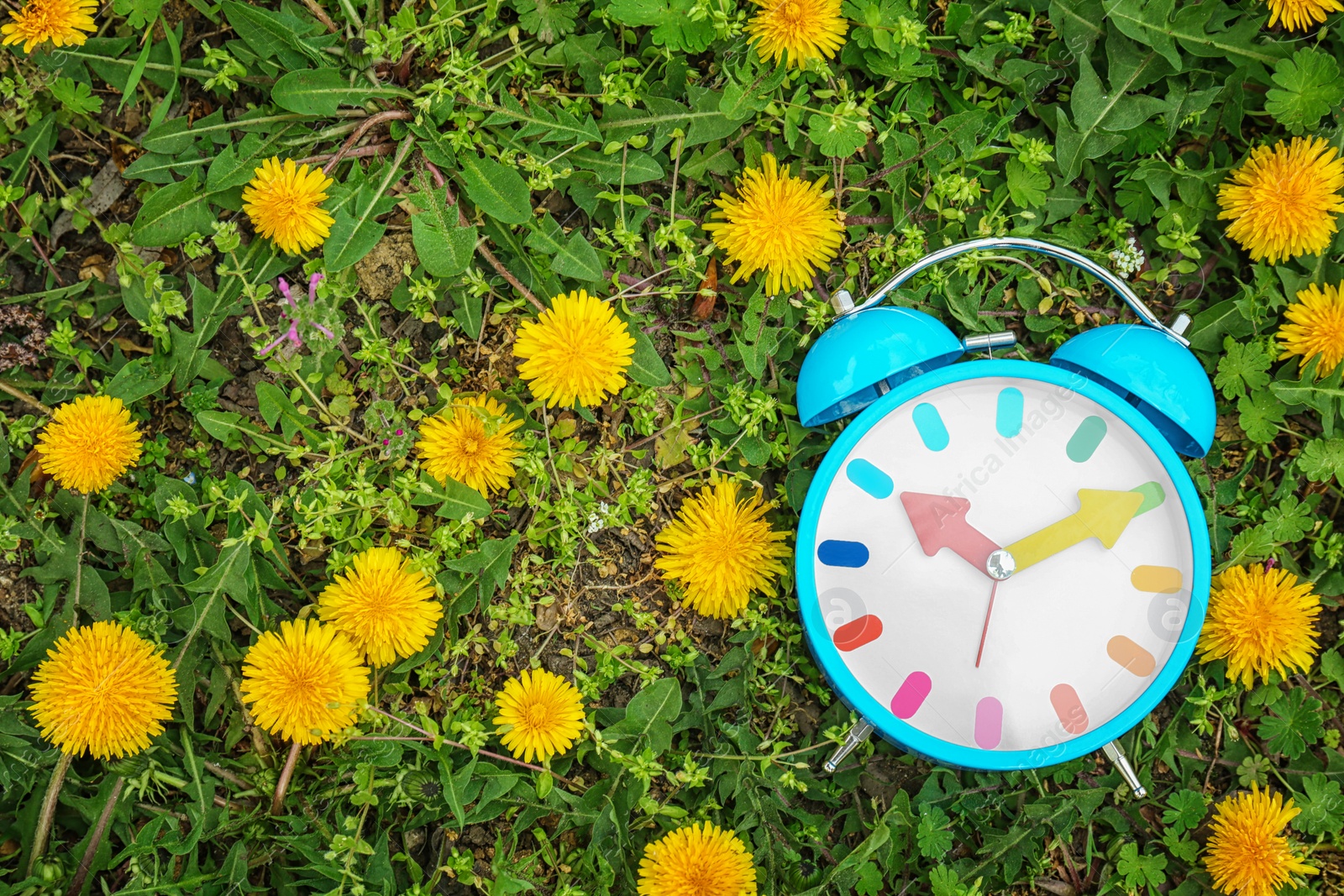 Photo of Alarm clock on green grass with dandelions, outdoors. Time change concept