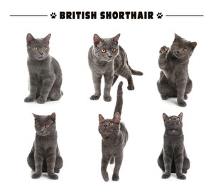Image of Cute British Shorthair cats on white background, collage
