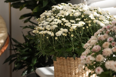 Photo of Beautiful chrysanthemum flowers on window sill indoors. Stylish interior element