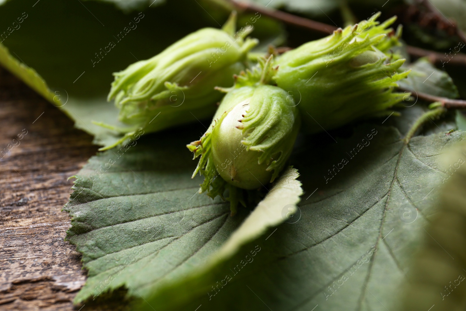 Photo of Green leaves of hazel tree on wooden table, closeup