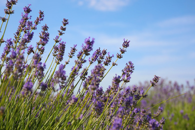 Photo of Beautiful blooming lavender field on summer day, closeup