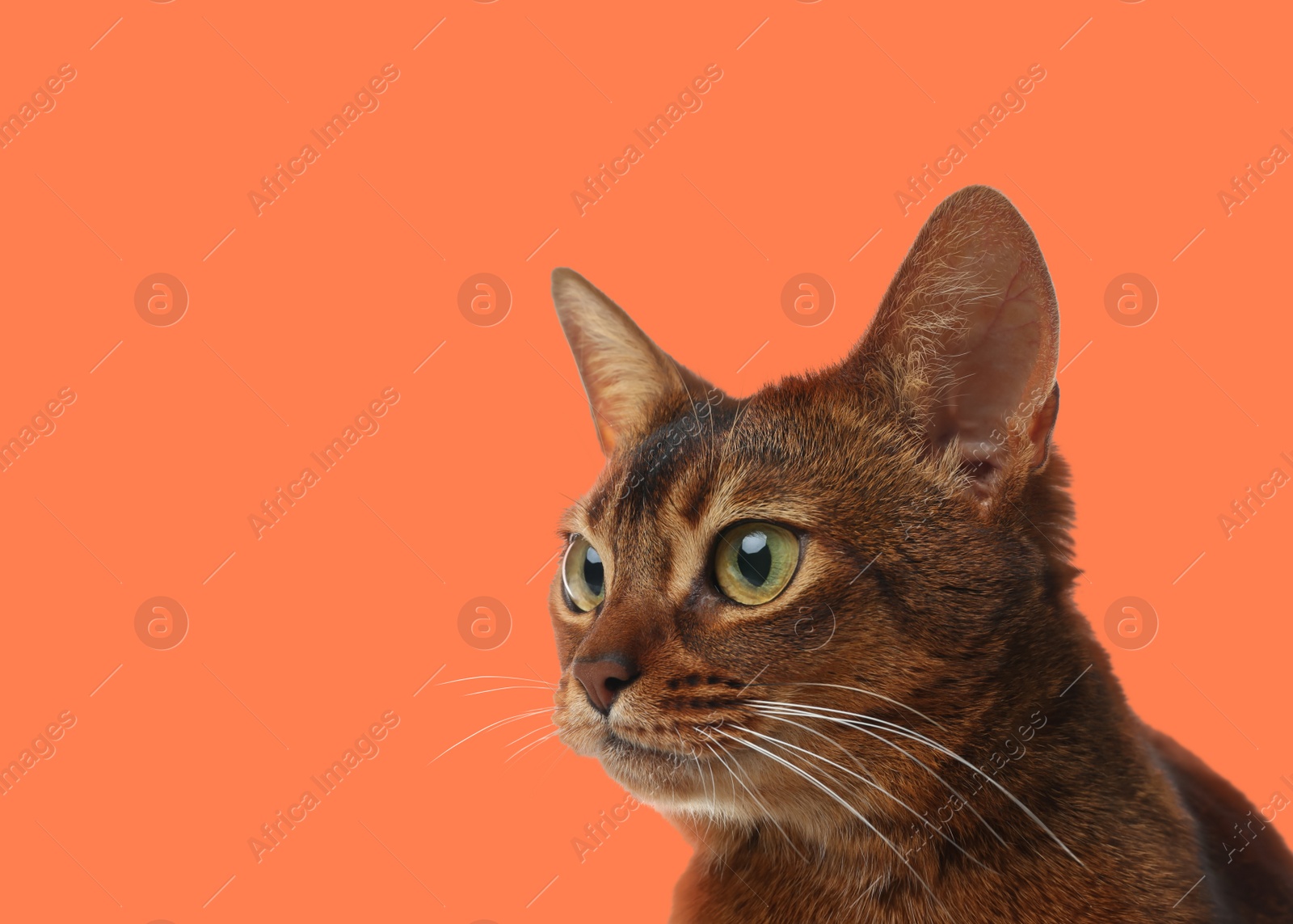 Image of Beautiful Abyssinian cat on pale orange background