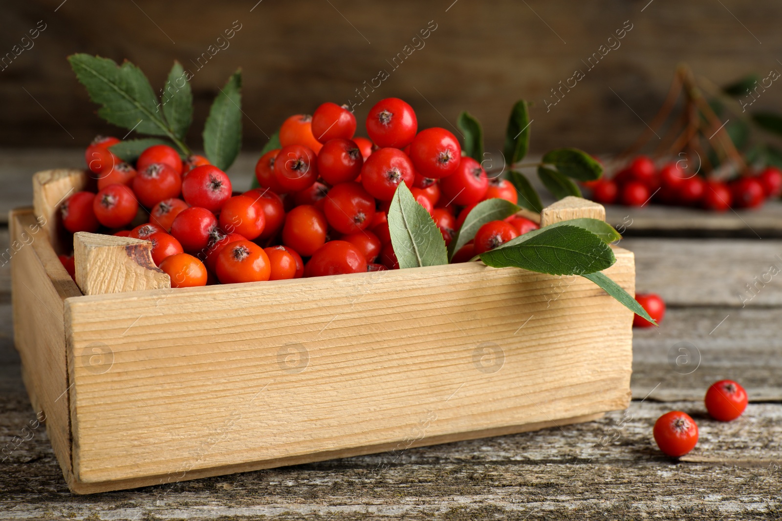 Photo of Fresh ripe rowan berries with green leaves on wooden table, closeup