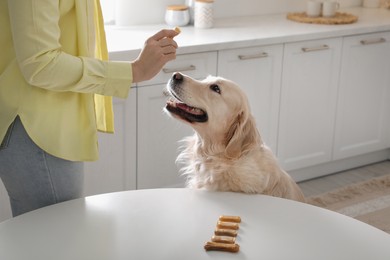 Photo of Owner giving dog biscuit to cute Golden Retriever in kitchen, closeup