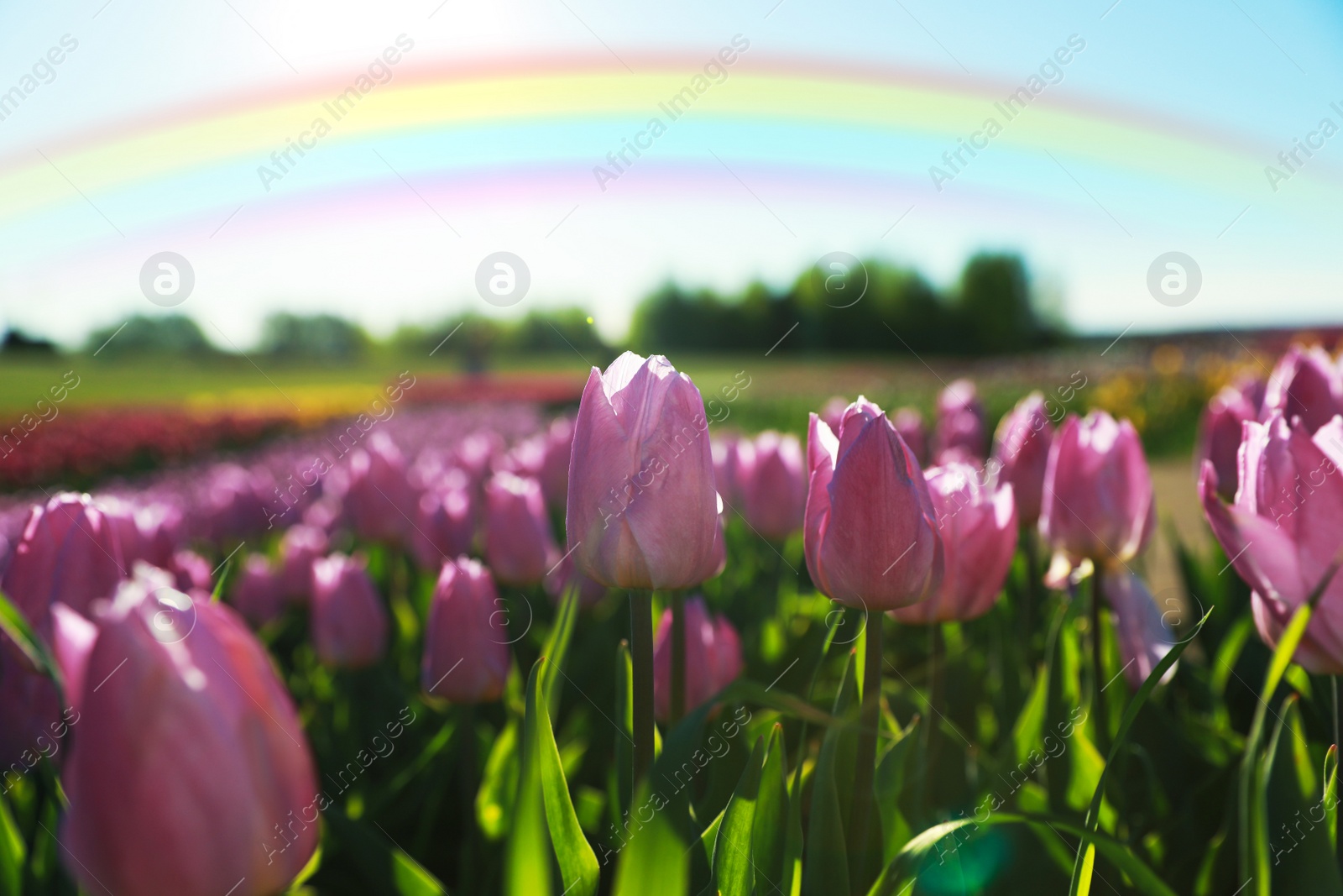 Image of Beautiful rainbow in blue sky over field of blooming tulips on sunny day