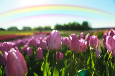 Image of Beautiful rainbow in blue sky over field of blooming tulips on sunny day