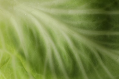 Photo of Leaf of white cabbage as background, closeup