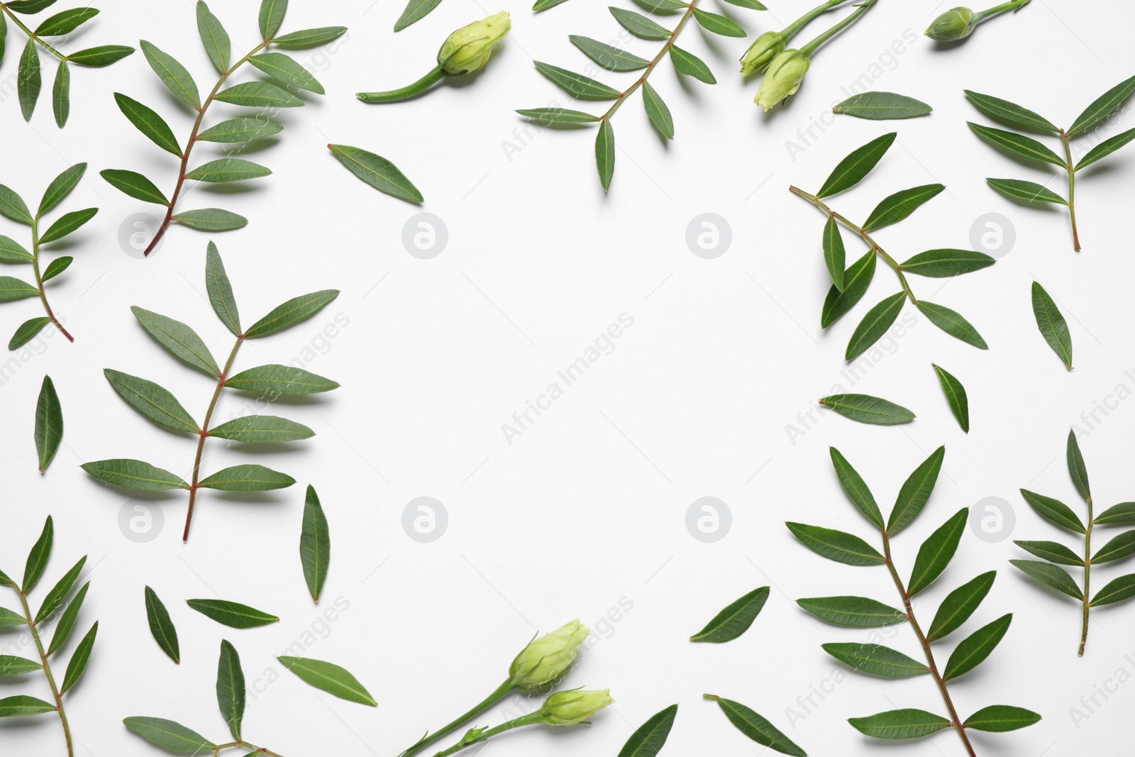 Photo of Frame made of beautiful flower buds and green branches on white background, top view with space for text. Floral card design